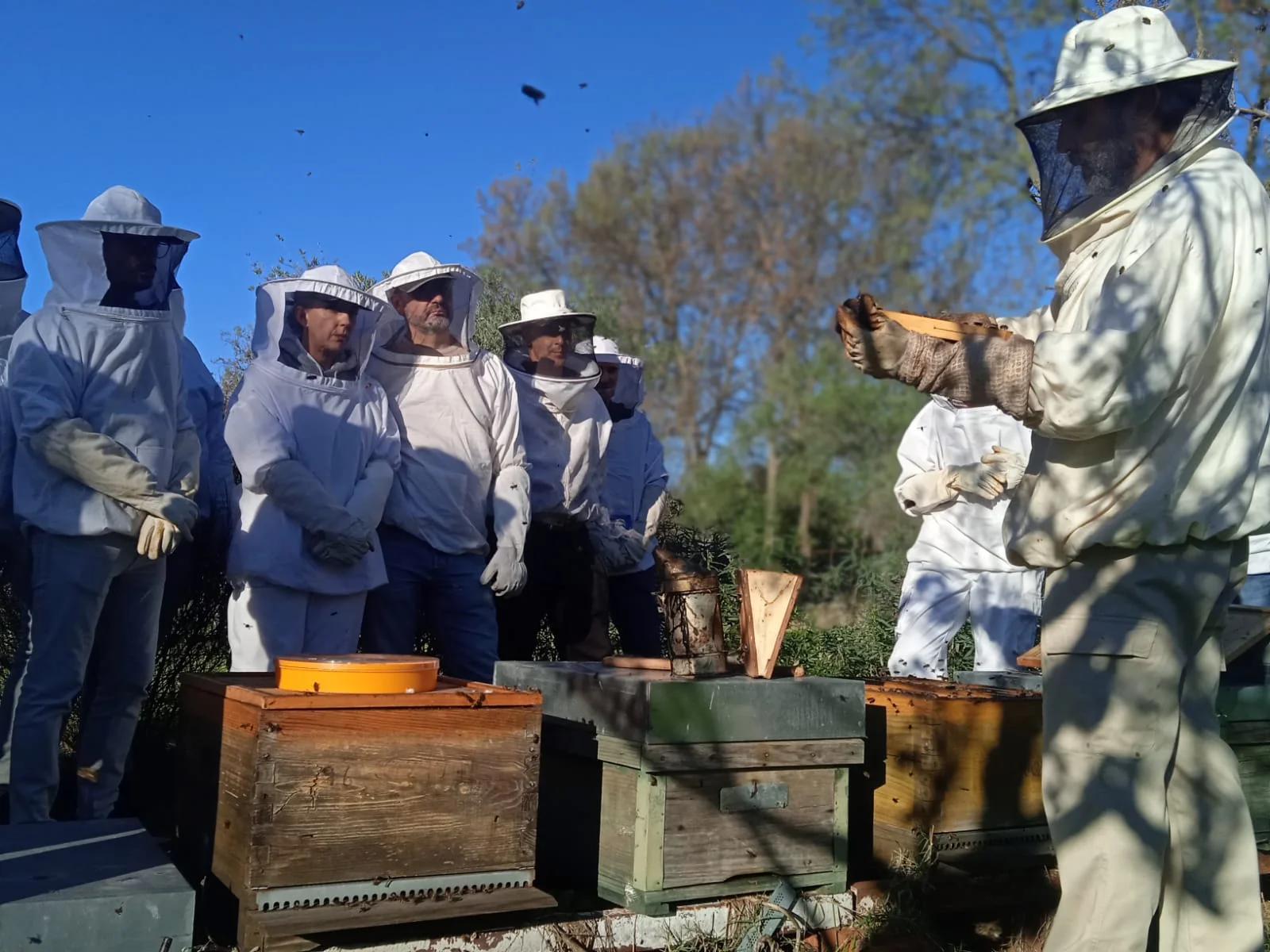 Iniciacionapicultura