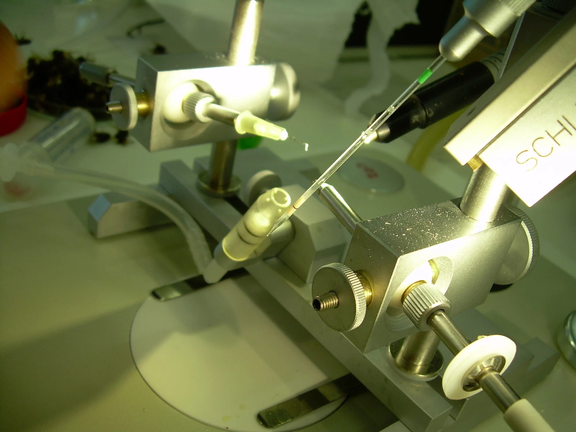 inseminacionapicultura