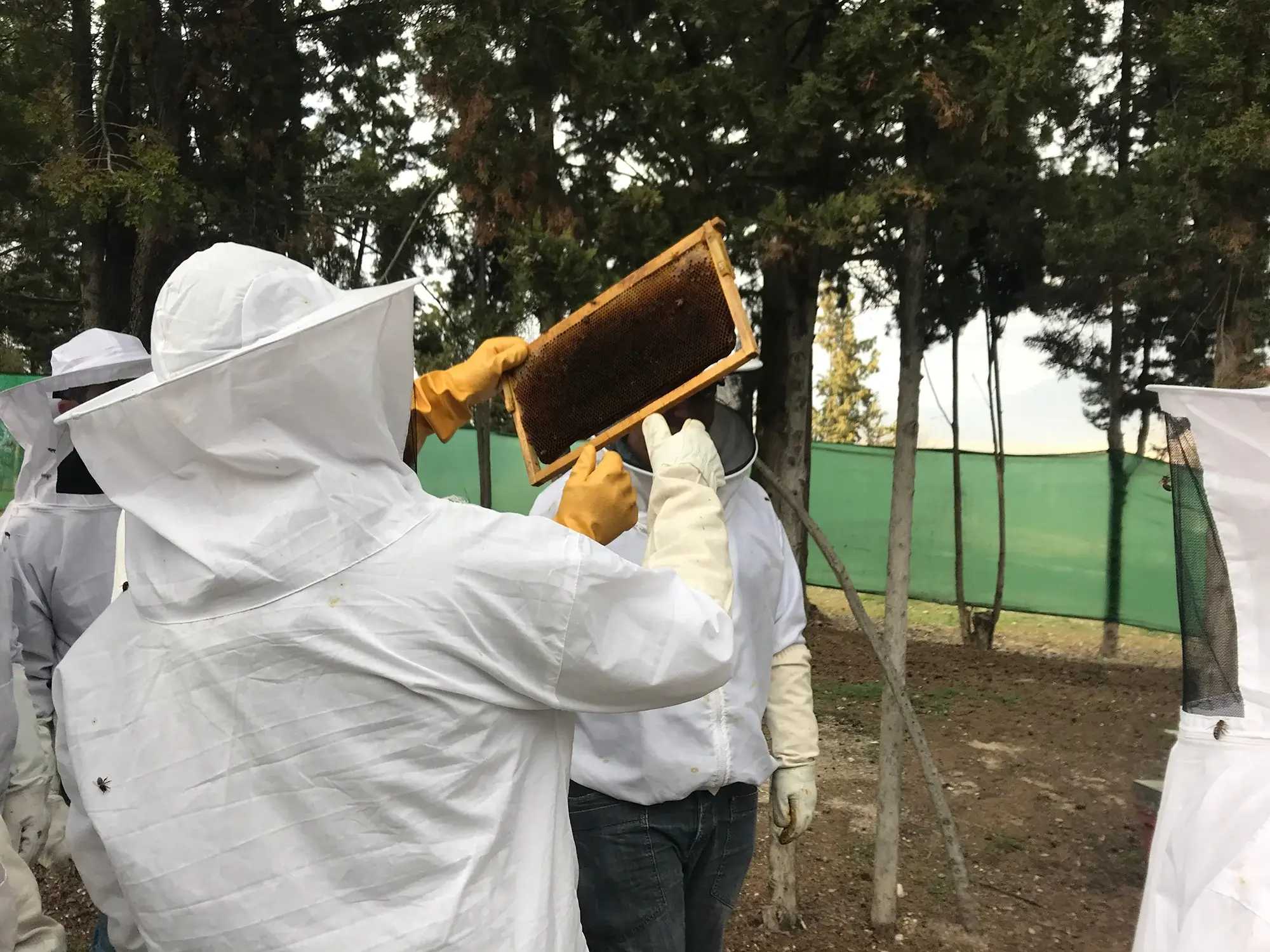 sostenibilidadapicultura-1