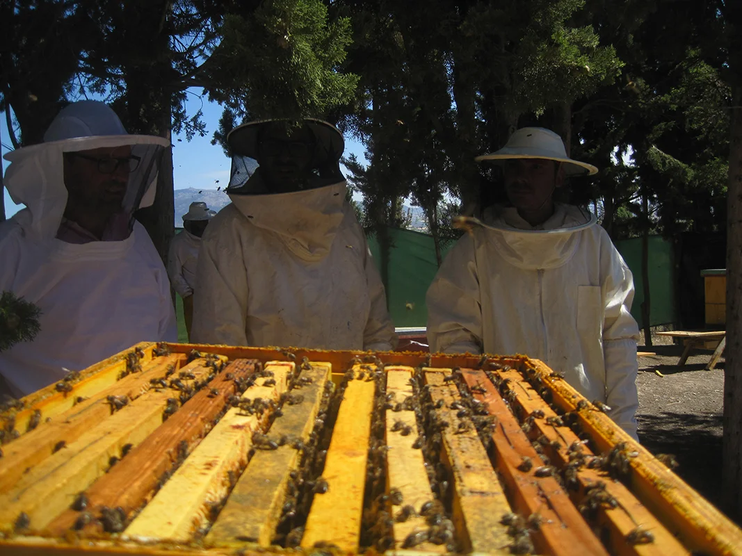 apicultura1